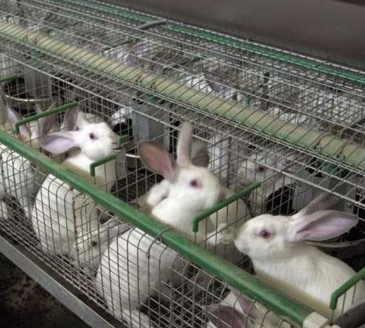 principal portátil virtual La Autoridad Europea de Seguridad Alimentaria propone mejorar las jaulas  convencionales de cría de conejo para consumo - Asescu
