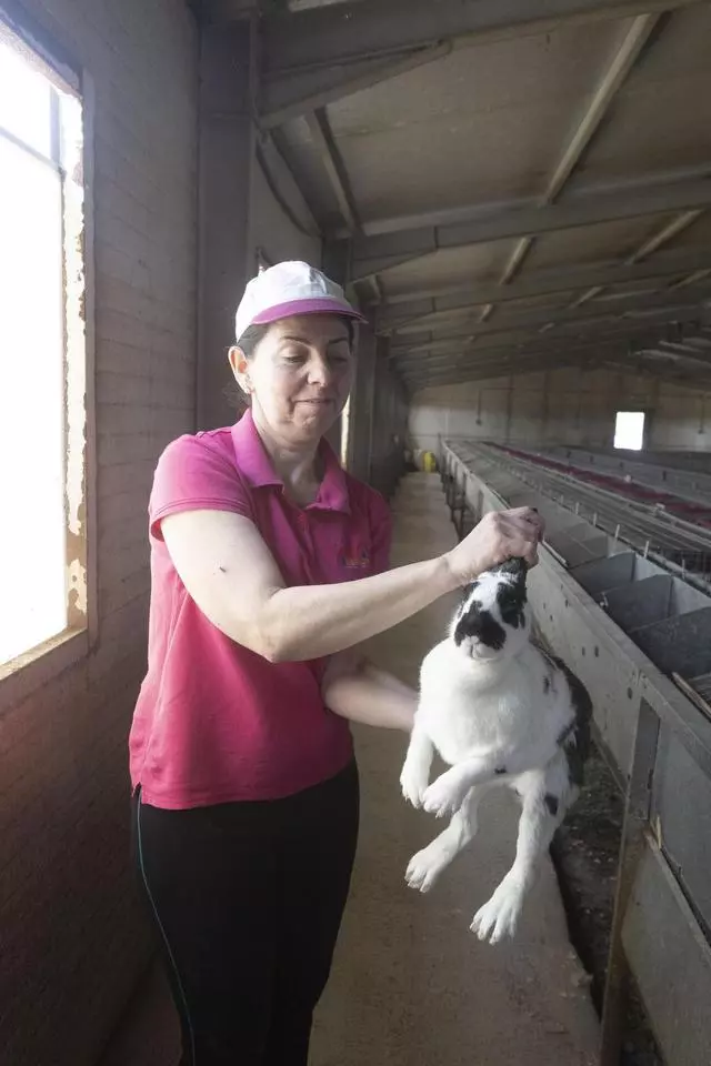 Amparo Cayuelas, propietaria de una granja en Orihuela, muestra una coneja criadora. / PILAR CORTES